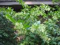 Night Blooming Jasmine / Cestrum nocturnum 